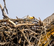 2021 03 28 LillyDaleEagles 009